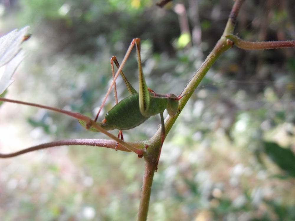 Ensifero maremmano: Leptophyes punctatissima